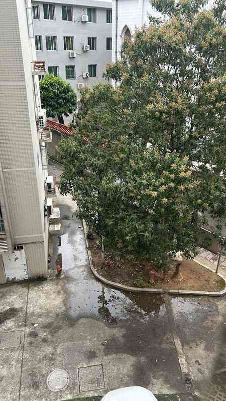  社区代管物业困局：法律边界、费率博弈与业委会自治路径深度解析 房产家居
