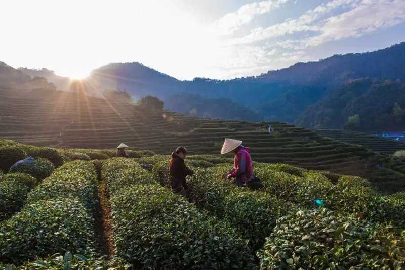  当年轻人开始痴迷春茶：一杯龙井背后的生活美学与文化觉醒 文化旅游